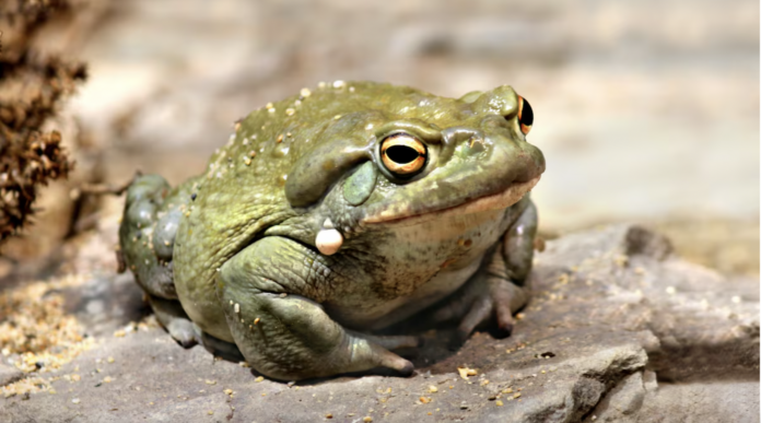 Sapo de sonora