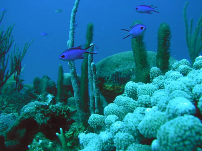 Corales_artificiales_puerto_rico_36000