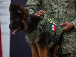 pastor_aleman_Perro_turquia_mexico
