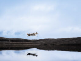 Concurso_fotografía_perros