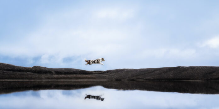 Concurso_fotografía_perros